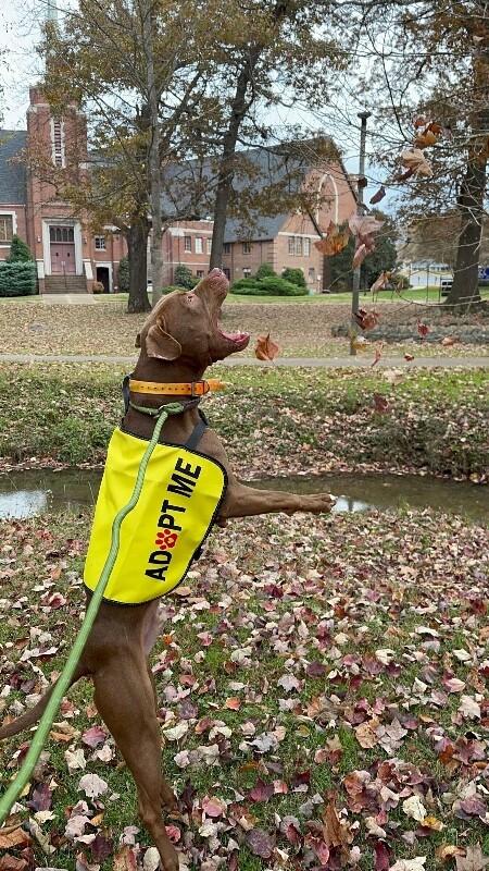 Hark, Adoptable, Young Male Pit Bull Terrier & Vizsla.