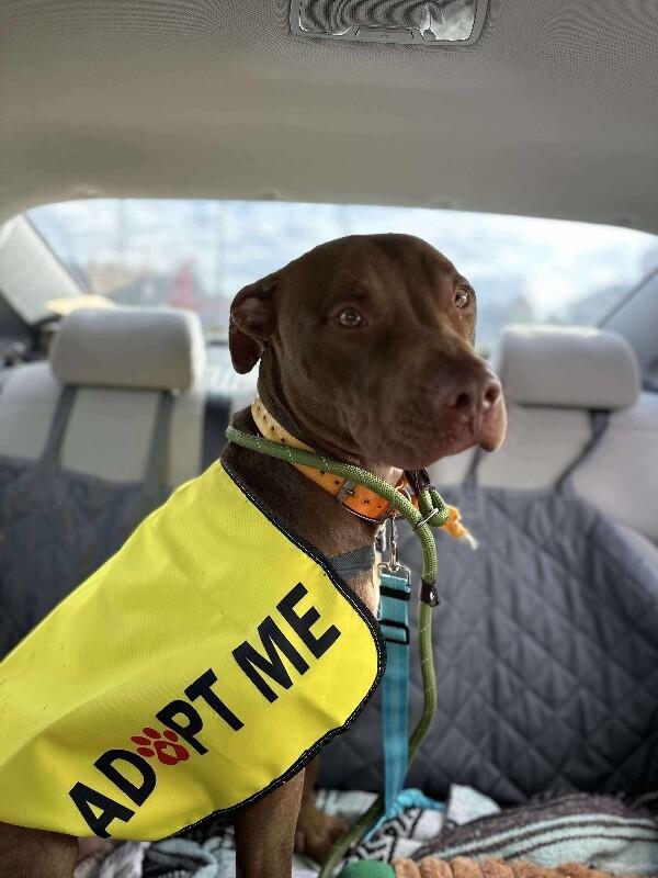 Hark, Adoptable, Young Male Pit Bull Terrier & Vizsla.