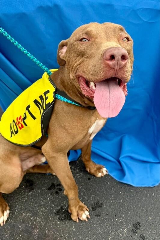 Enlarge Hark, a Adoptable mixed breed in Maryville, TN image 1/6