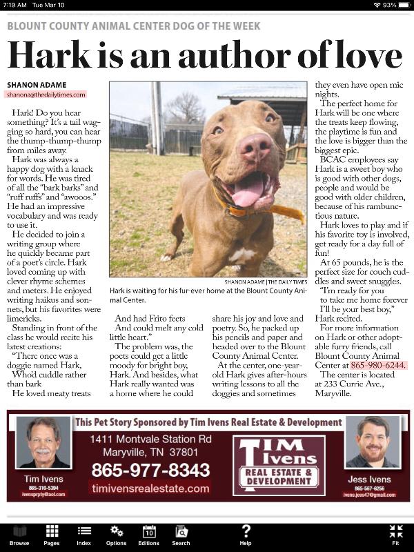 Enlarge Hark, a Adoptable mixed breed in Maryville, TN image 2/6