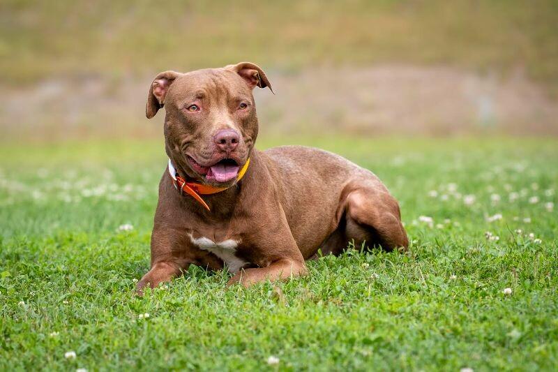 Enlarge Hark, a Adoptable mixed breed in Maryville, TN image 3/6