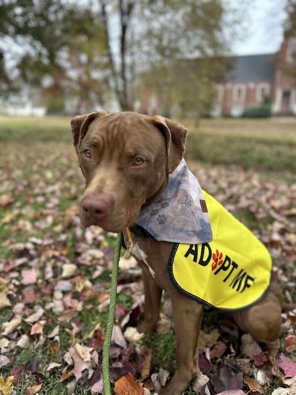 Enlarge Hark, a Adoptable mixed breed in Maryville, TN image 4/6