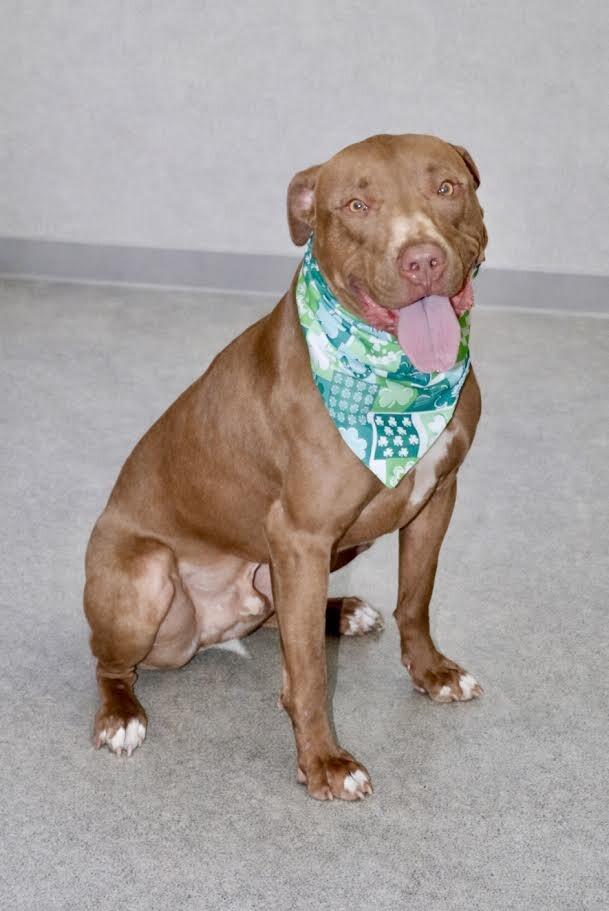 Enlarge Hark, a Adoptable mixed breed in Maryville, TN image 3/6