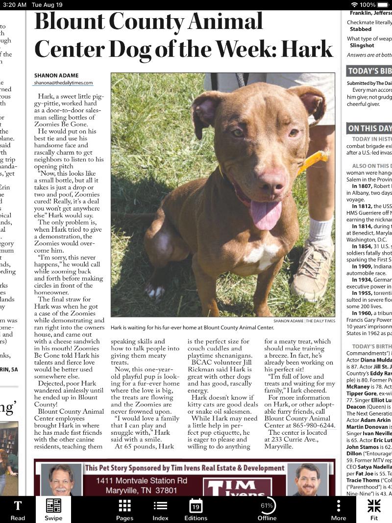 Enlarge Hark, a Adoptable mixed breed in Maryville, TN image 5/6