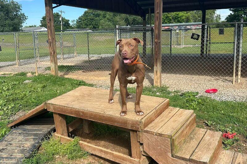 Enlarge Hark, a Adoptable mixed breed in Maryville, TN image 4/6