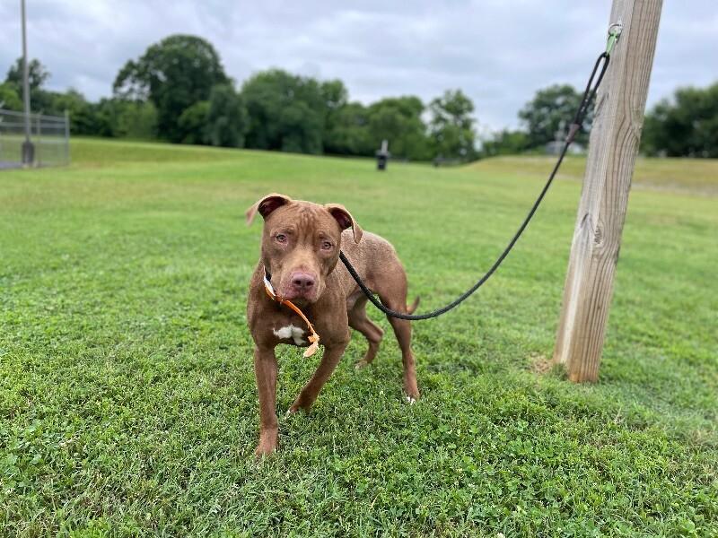Enlarge Hark, a Adoptable mixed breed in Maryville, TN image 3/6