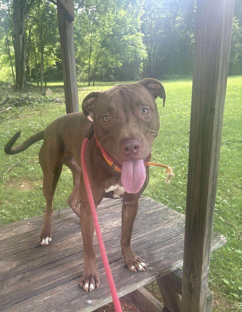 Enlarge Hark, a Adoptable mixed breed in Maryville, TN image 6/6