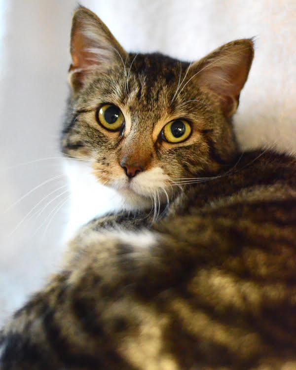 Lexi 308682, Adopted, Adult Female Domestic Short Hair.