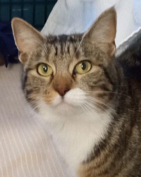 Enlarge Lexi 308682, a Adopted Domestic Short Hair in Petaluma, CA image 2/2