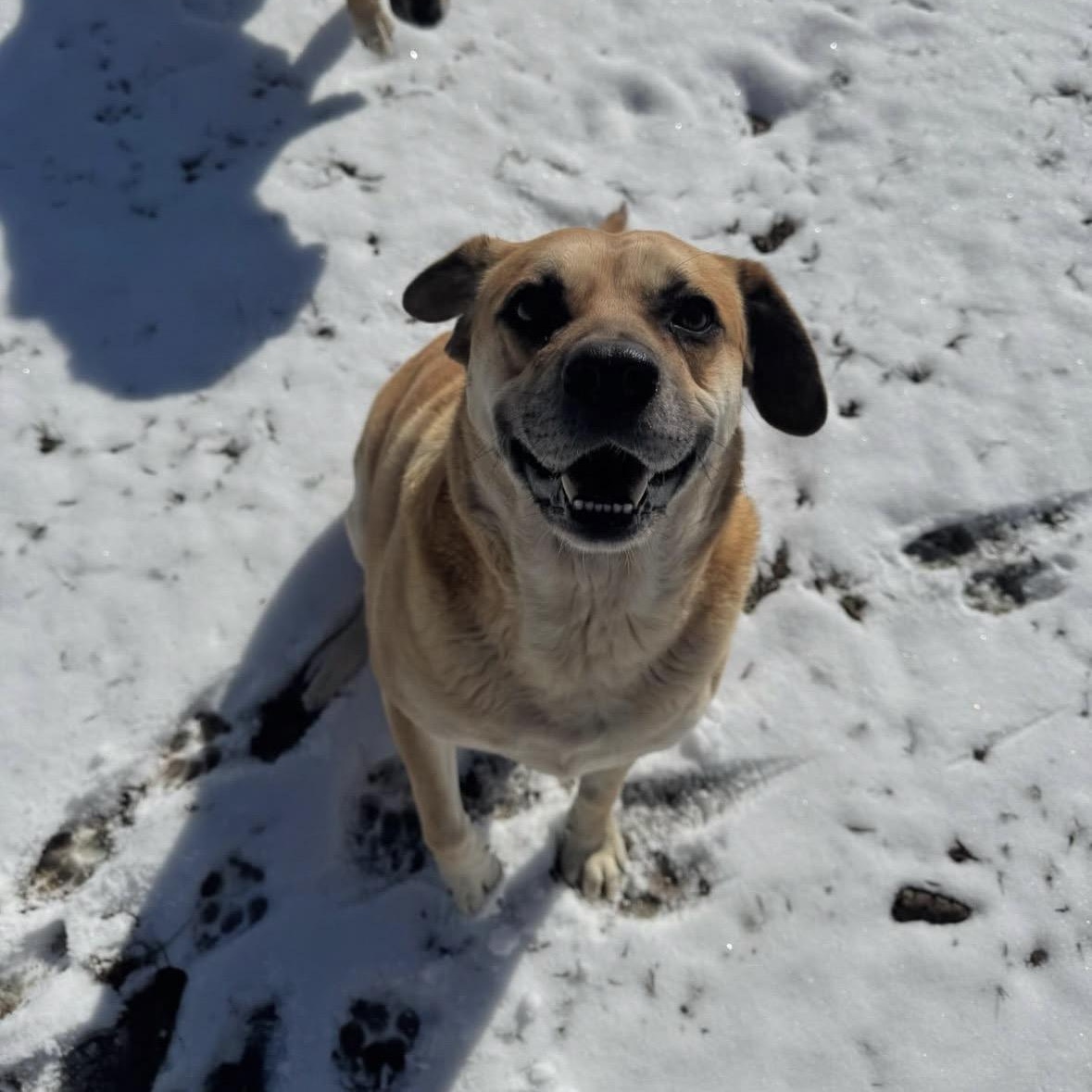 Enlarge Valentine, a Adoptable mixed breed in Orangeburg, SC image 1/5