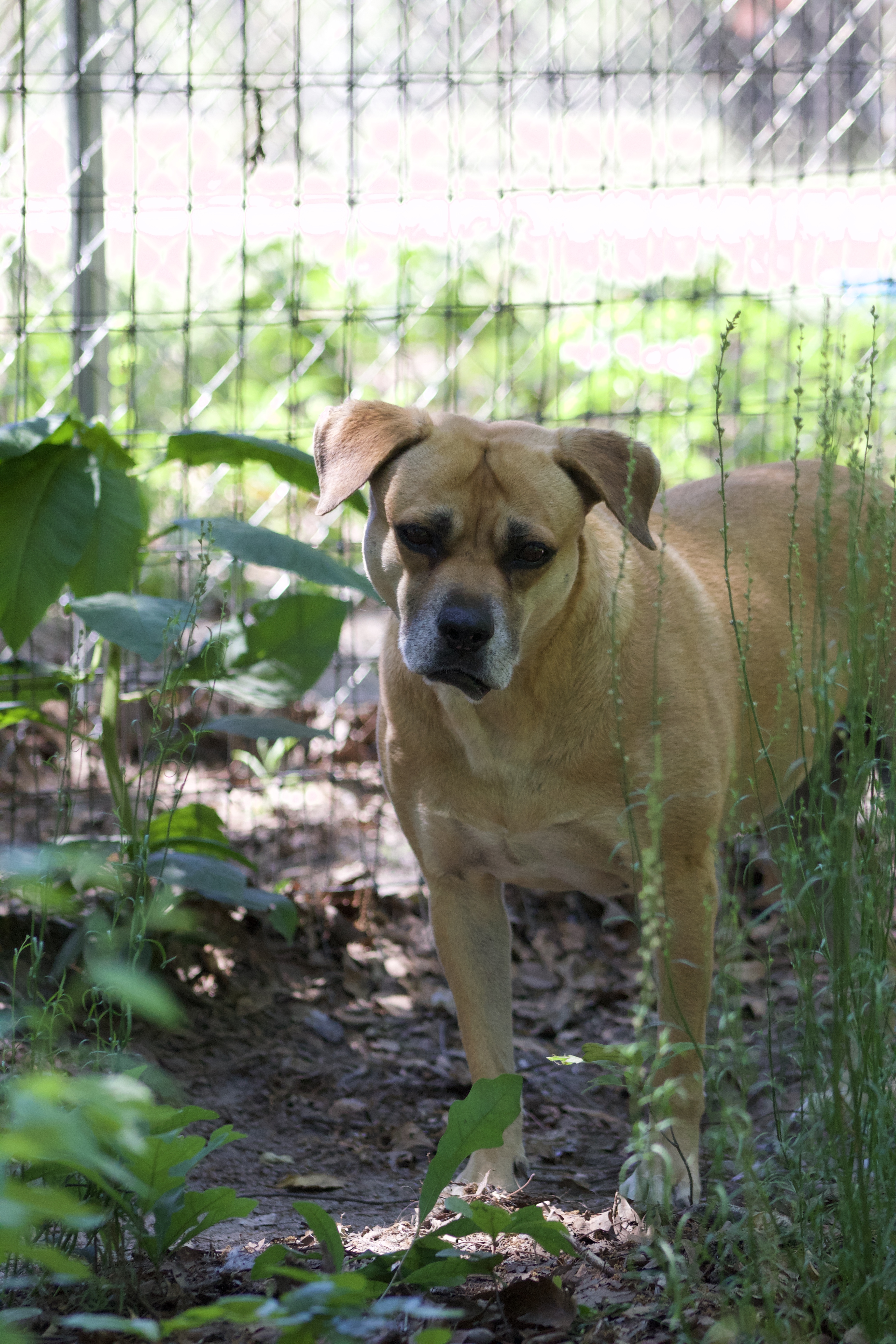 Valentine, a Adoptable mixed breed in Orangeburg, SC image 2/4