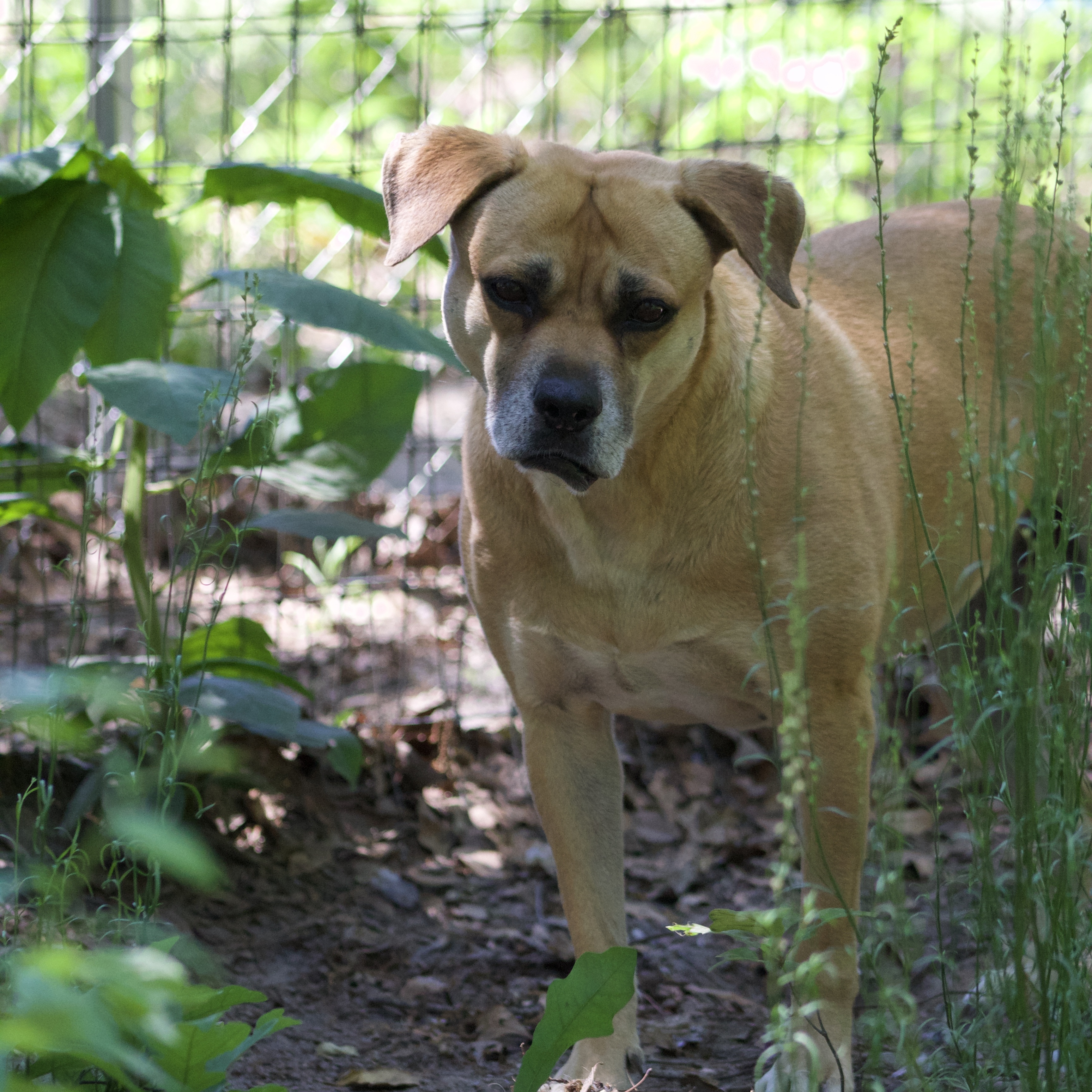 Enlarge Valentine, a Adoptable mixed breed in Orangeburg, SC image 3/5