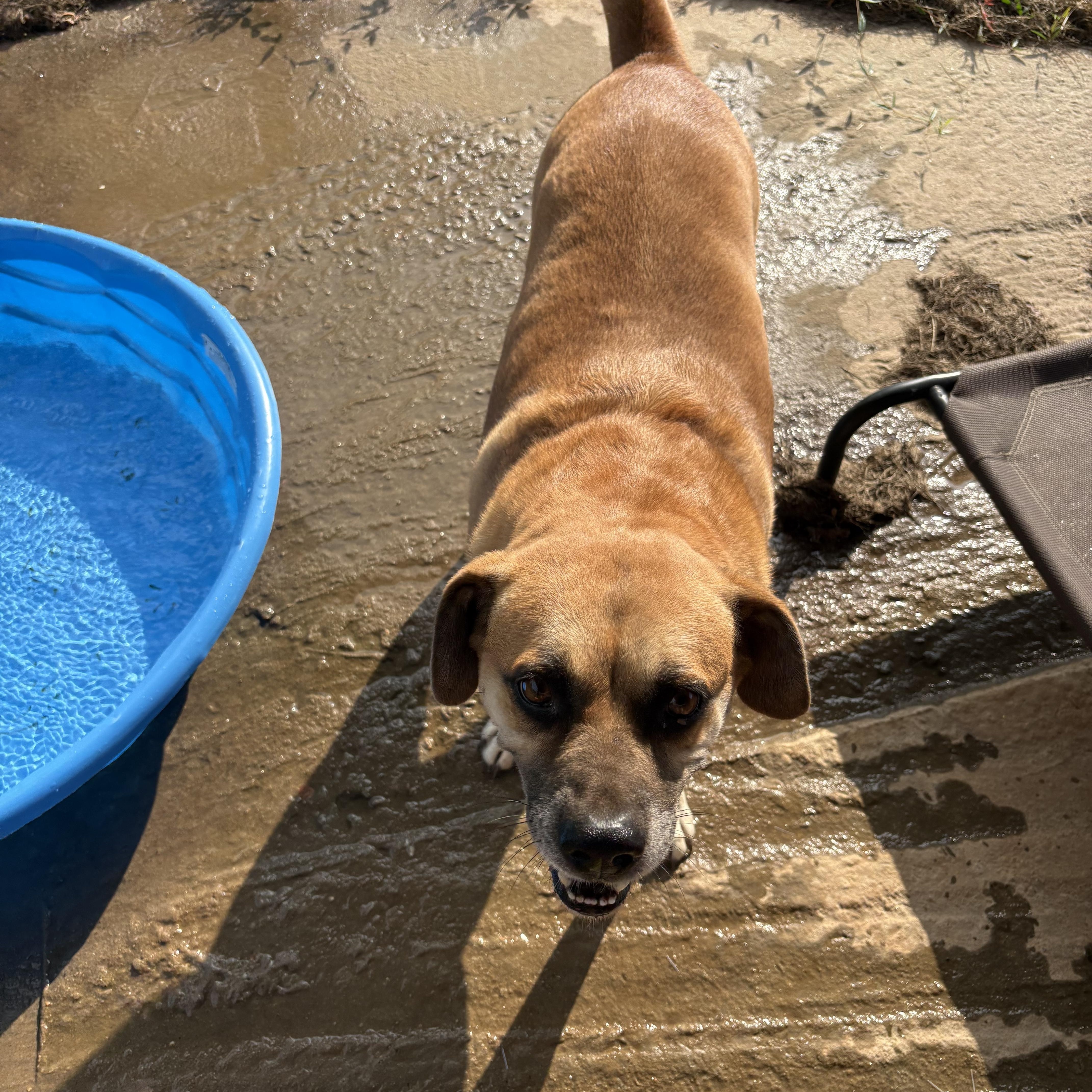Enlarge Valentine, a Adoptable mixed breed in Orangeburg, SC image 5/5