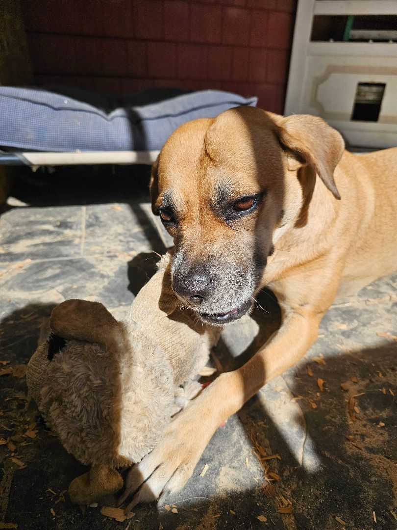 Valentine, Young Female Boxer