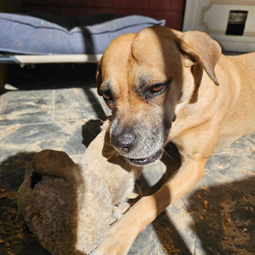 Enlarge Valentine, a Adoptable mixed breed in Orangeburg, SC image 2/5