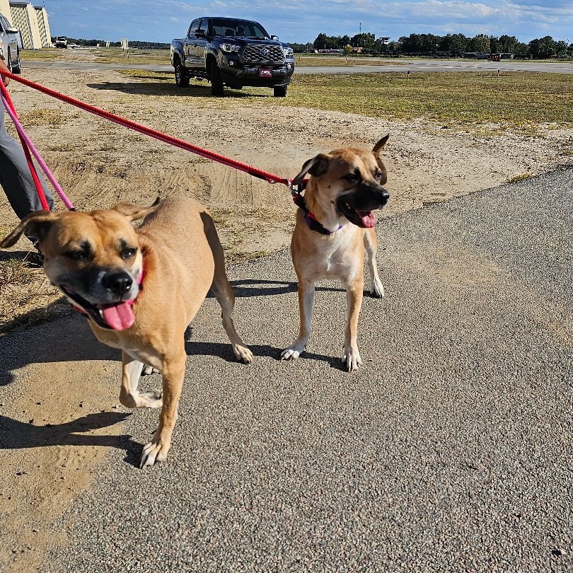 Enlarge Valentine, a Adoptable mixed breed in Orangeburg, SC image 4/5