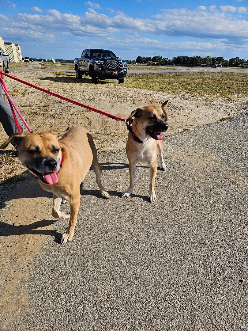 Valentine, a Adoptable mixed breed in Orangeburg, SC image 3/4