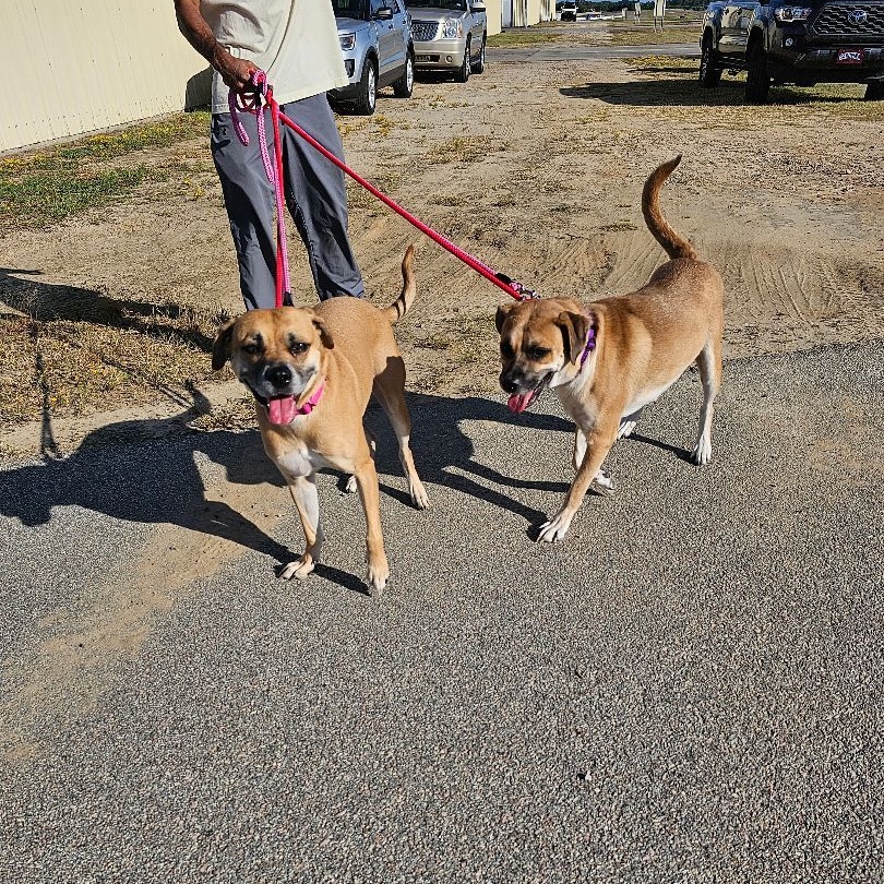 Enlarge Valentine, a Adoptable mixed breed in Orangeburg, SC image 5/5