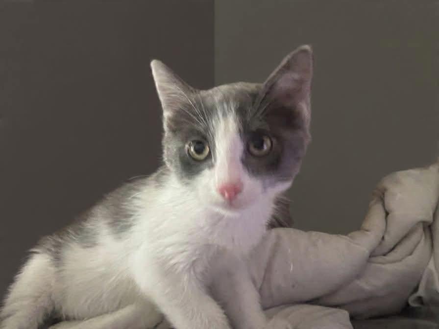 Enlarge Yzma, a Adoptable mixed breed in Coachella, CA image 1/1