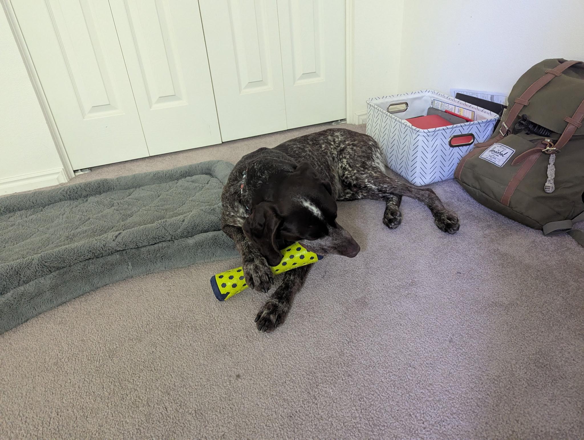 Lucky, a Adoptable German Shorthaired Pointer in Roy, UT image 5/5