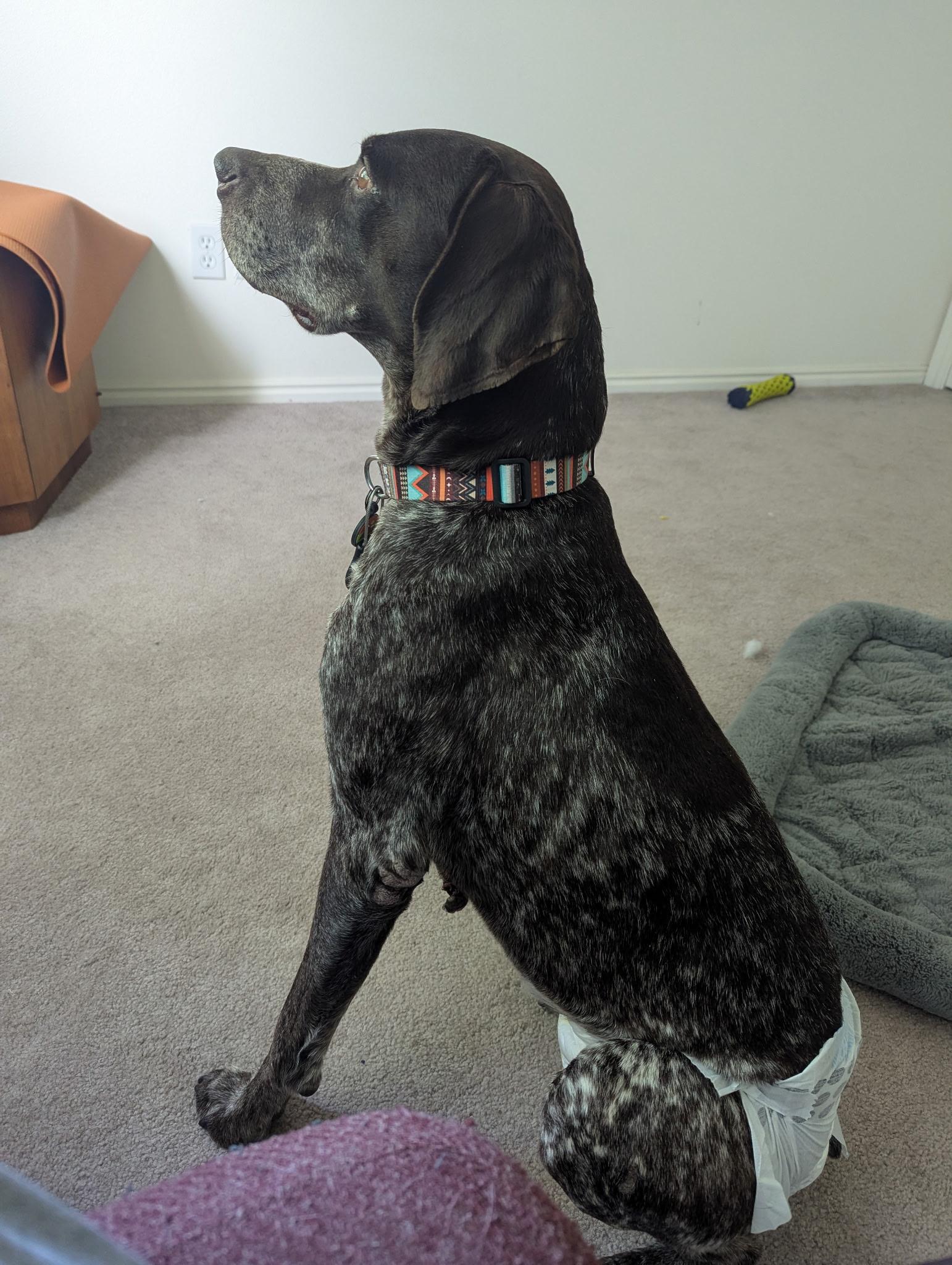 Lucky, a Adoptable German Shorthaired Pointer in Roy, UT image 4/5