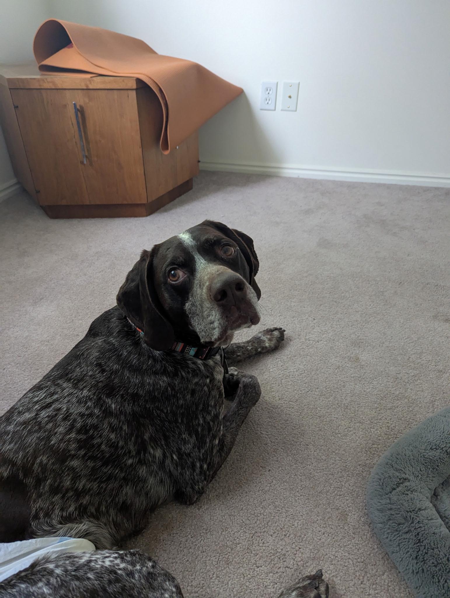 Lucky, a Adoptable German Shorthaired Pointer in Roy, UT image 2/5