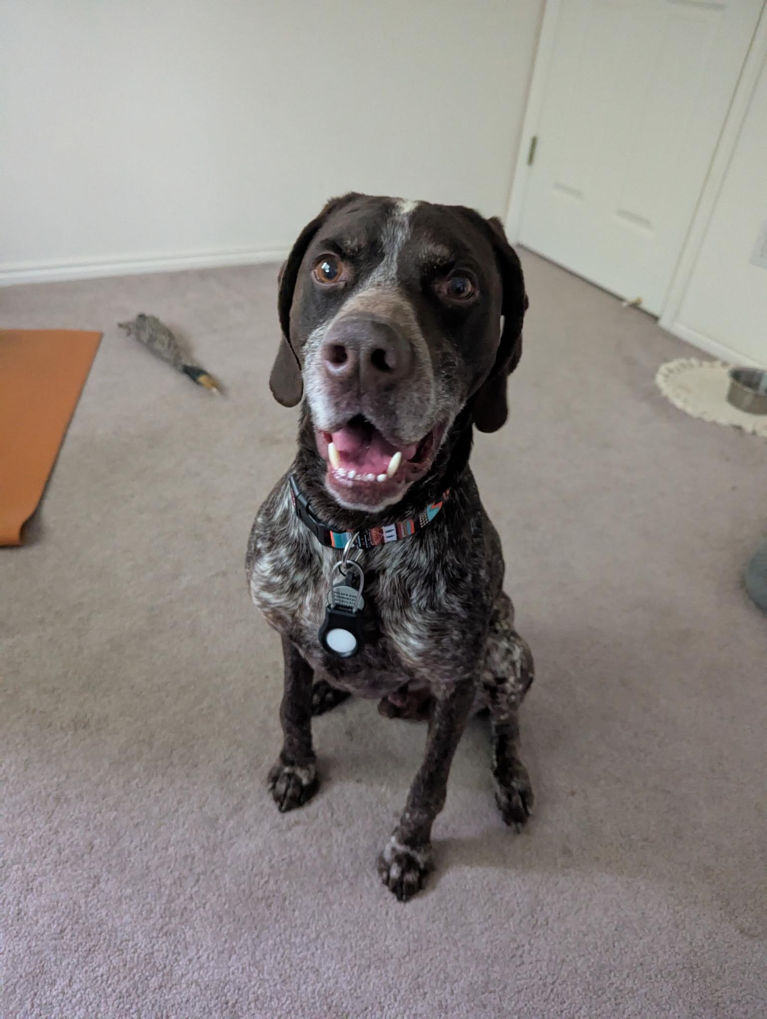 Lucky, a Adoptable German Shorthaired Pointer in Roy, UT image 1/5