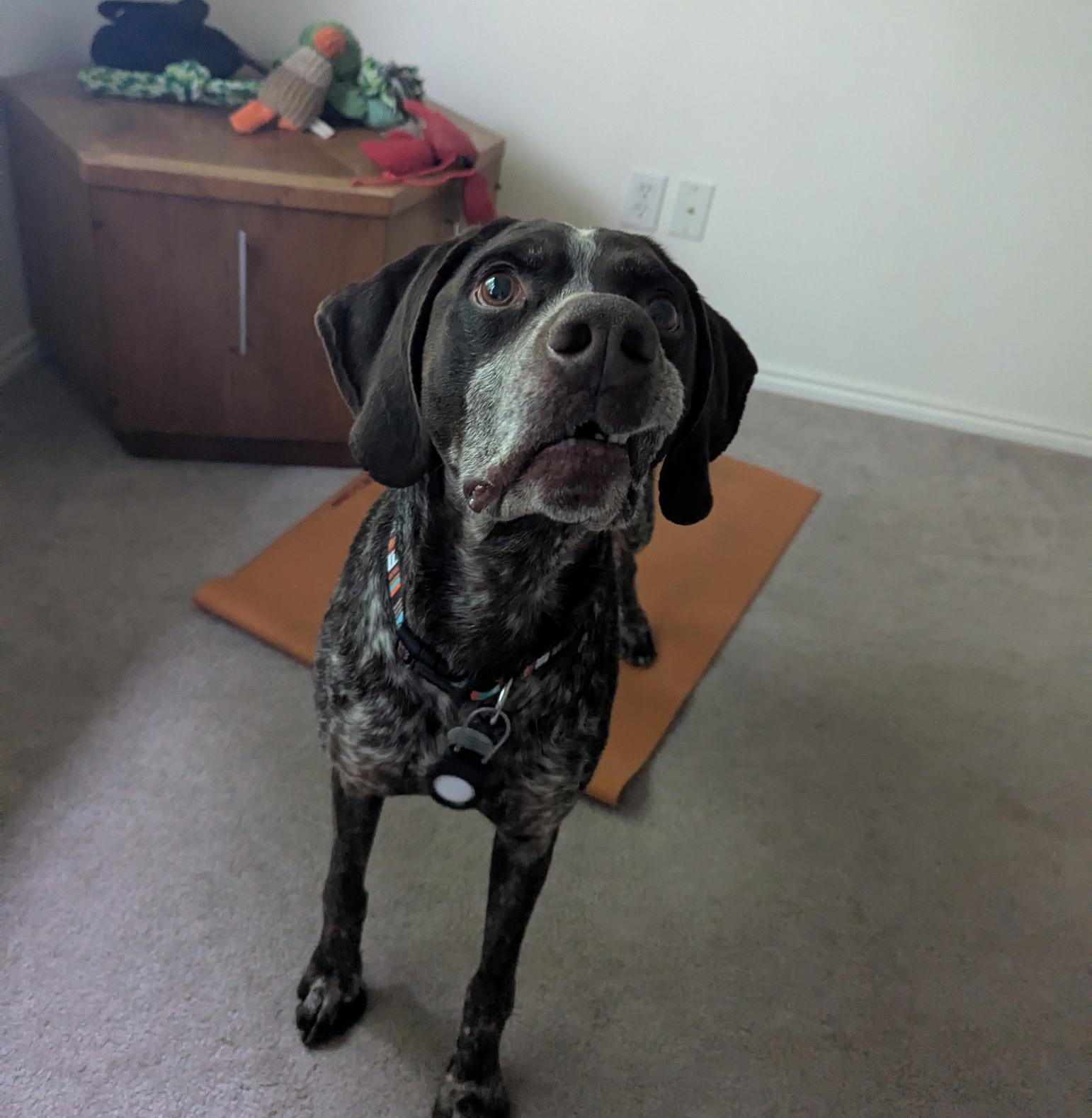 Lucky, a Adoptable German Shorthaired Pointer in Roy, UT image 3/5