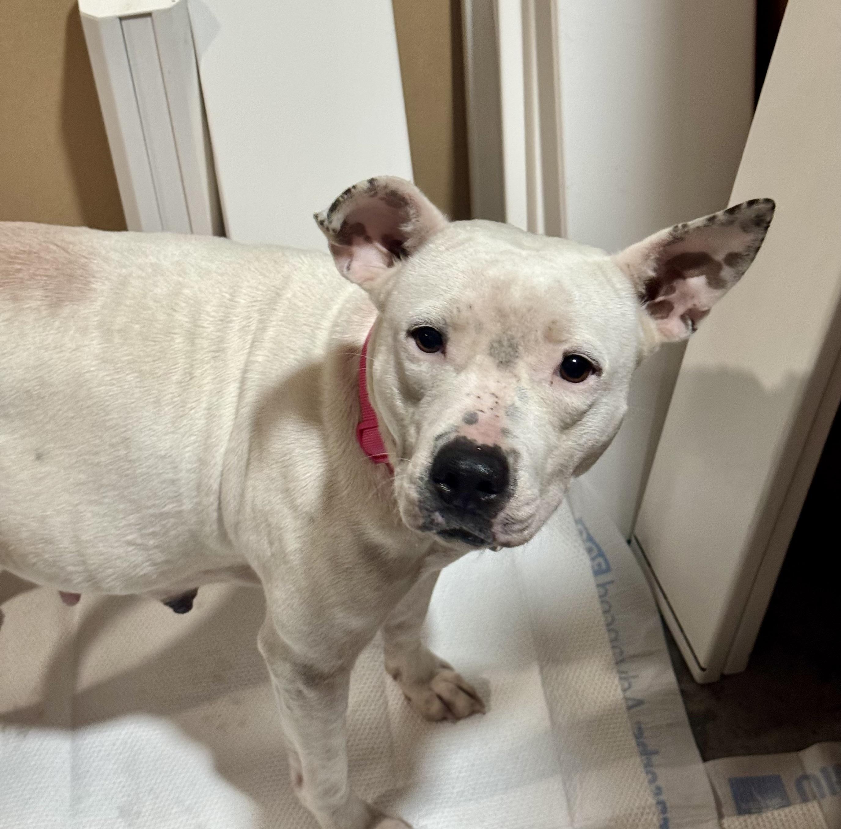 Leni, Adoptable, Adult Female American Staffordshire Terrier.