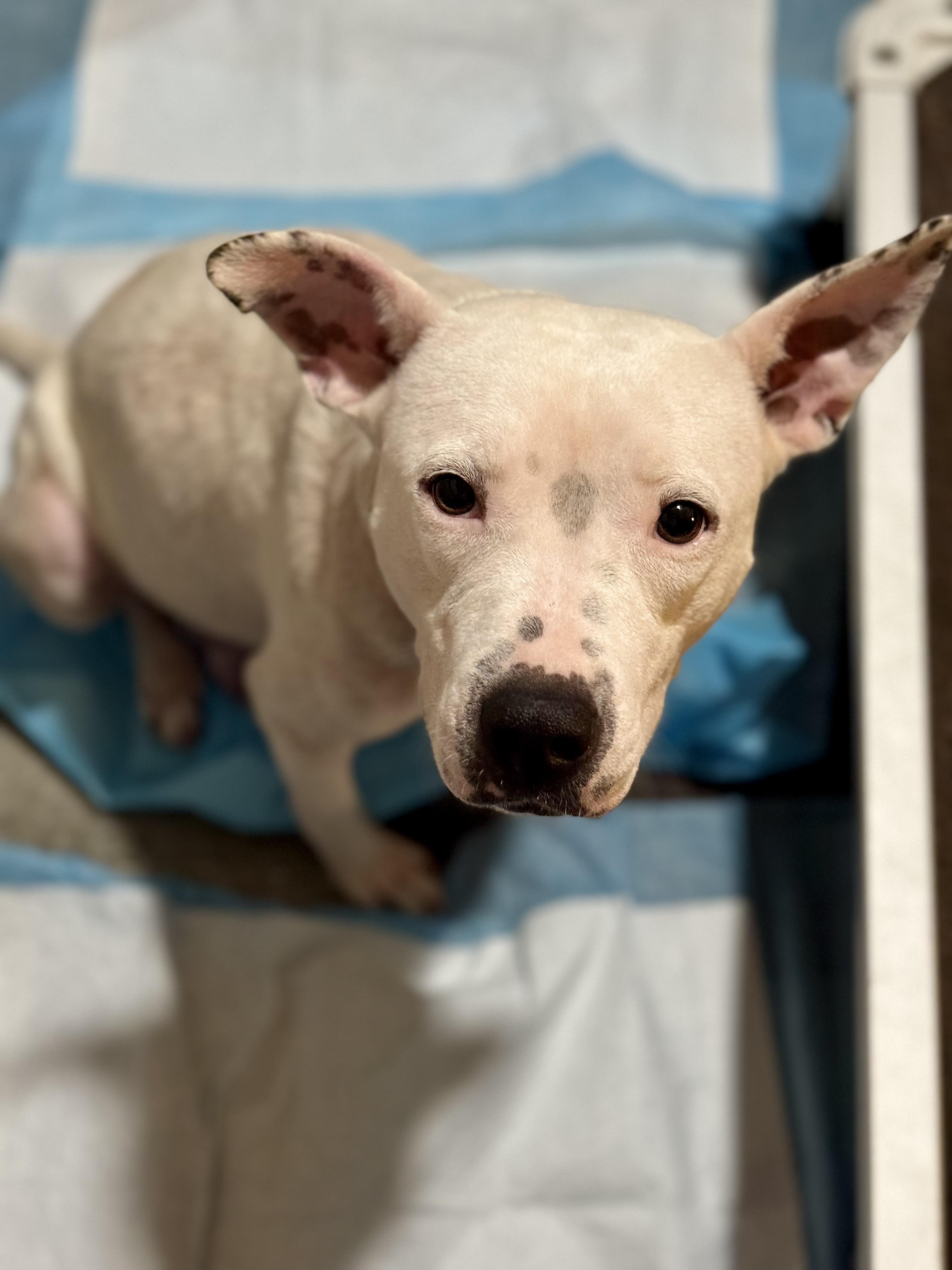 Enlarge Leni, a Adoptable mixed breed in Panama City, FL image 2/6
