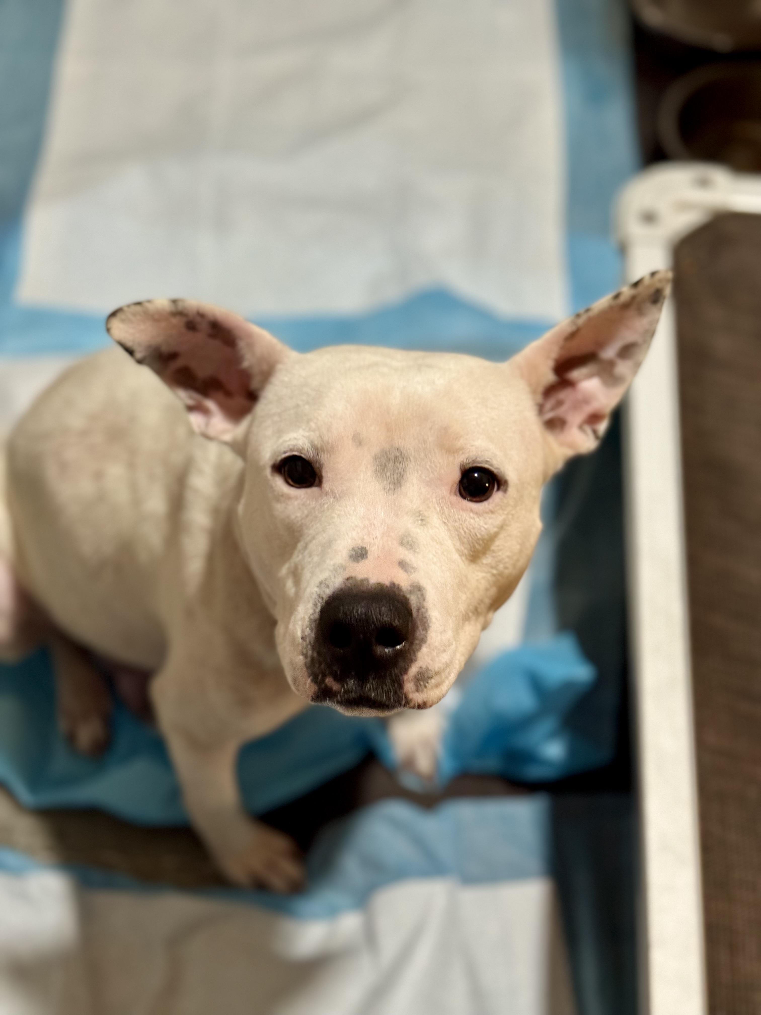 Enlarge Leni, a Adoptable mixed breed in Panama City, FL image 3/6