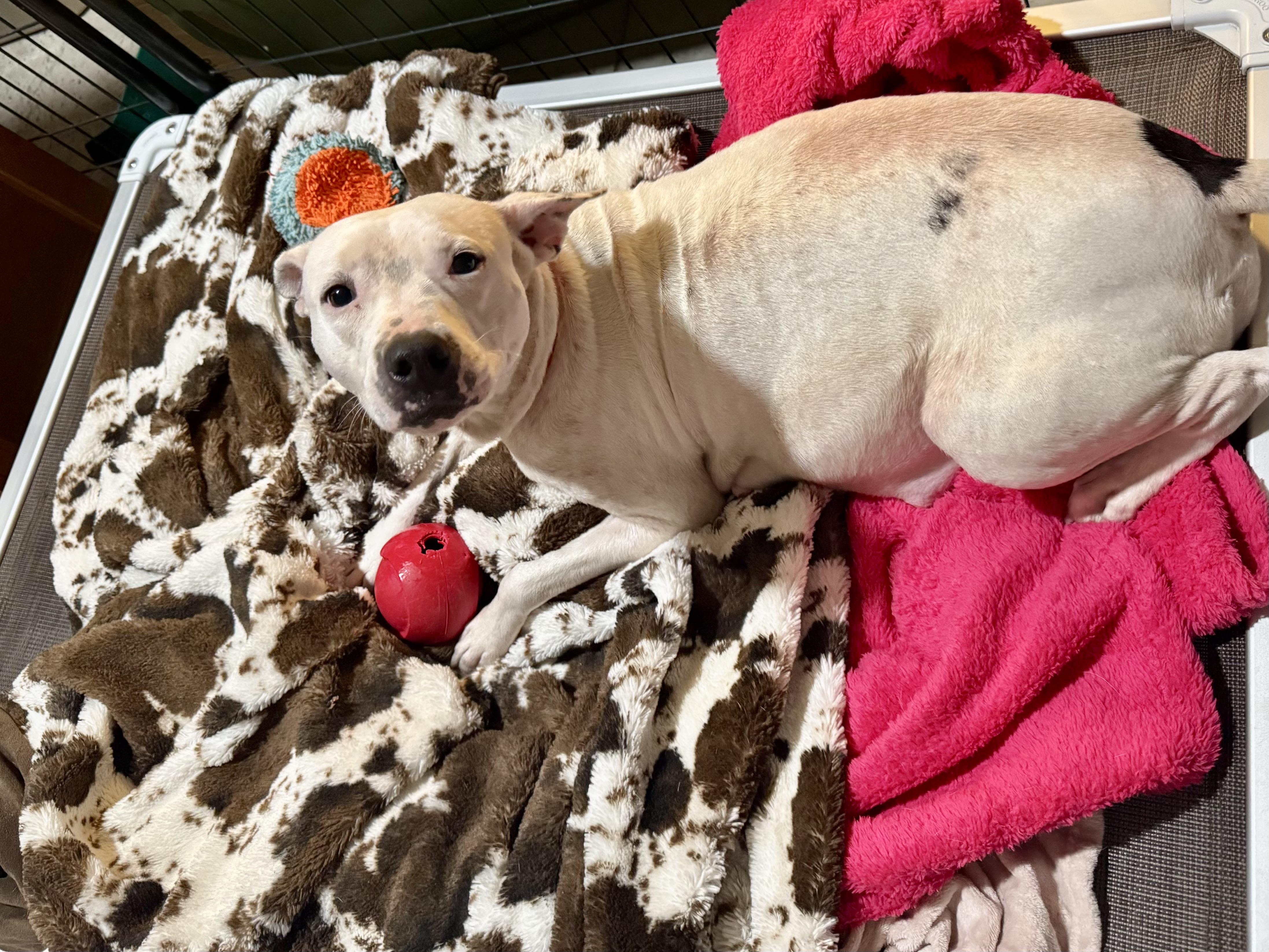 Enlarge Leni, a Adoptable mixed breed in Panama City, FL image 4/6
