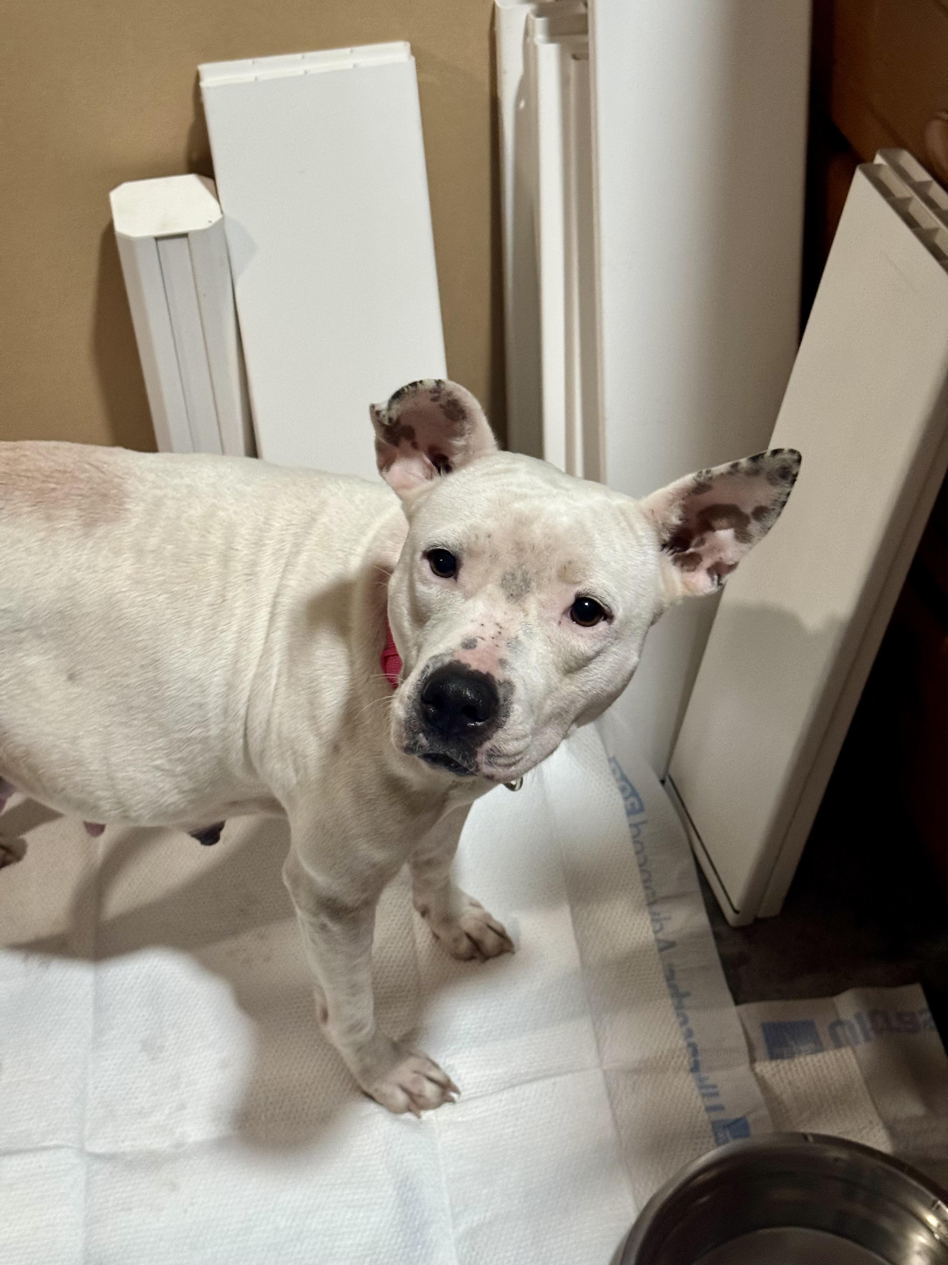 Enlarge Leni, a Adoptable mixed breed in Panama City, FL image 5/6