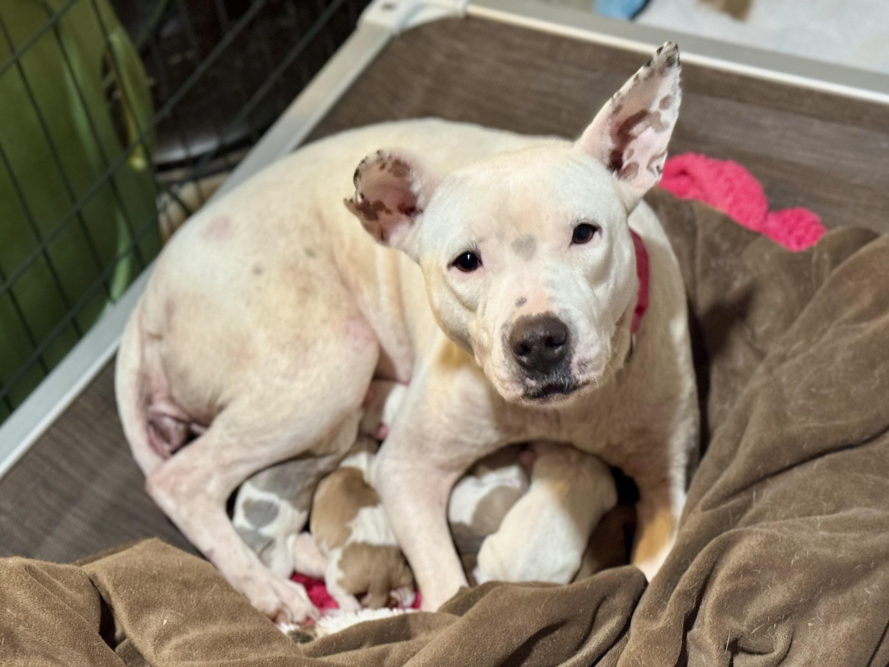 Enlarge Leni, a Adoptable mixed breed in Panama City, FL image 6/6