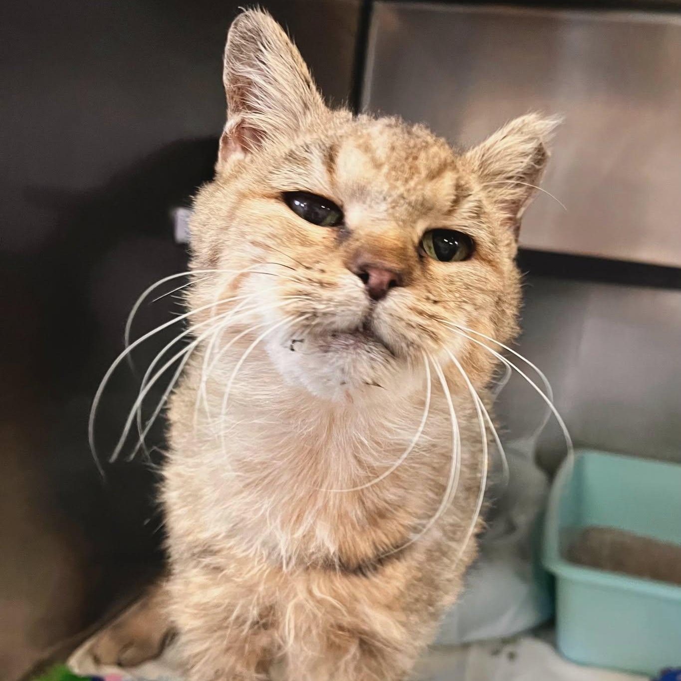 Flora, Adoptable, Senior Female Tabby.