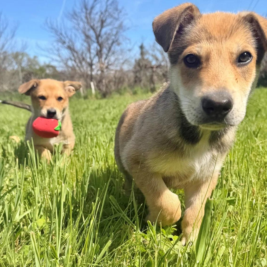 Enlarge Titus , a Adoptable mixed breed in Oakland, CA image 4/5