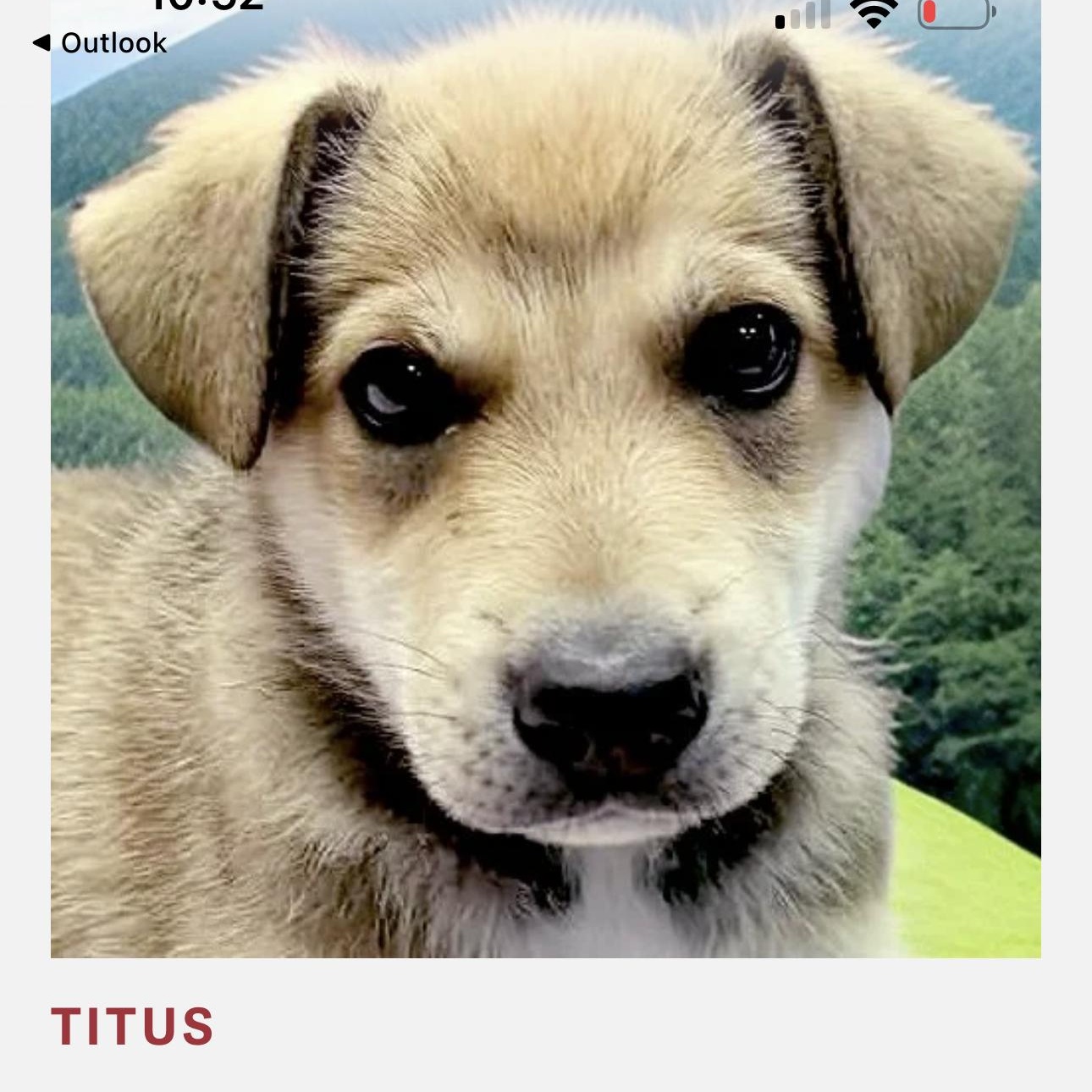 Titus , Adoptable, Puppy Male German Shepherd Dog.