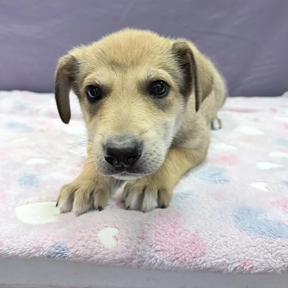 Enlarge Titus , a Adoptable mixed breed in Oakland, CA image 3/5