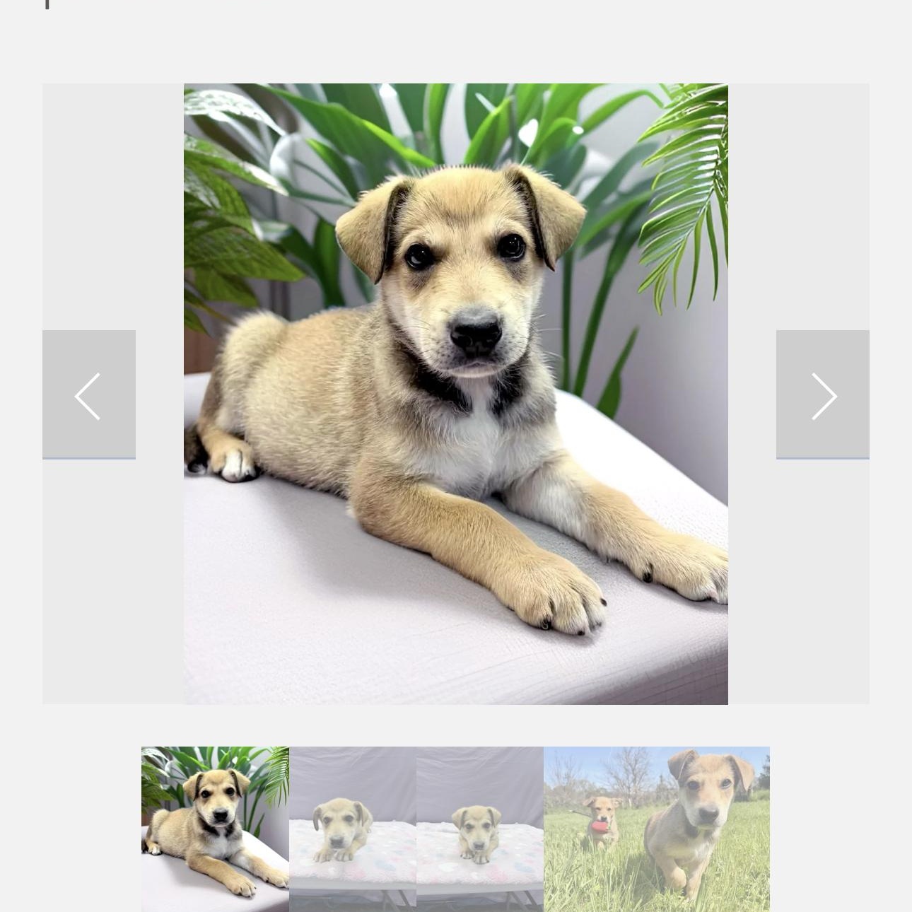 Enlarge Titus , a Adoptable mixed breed in Oakland, CA image 5/5