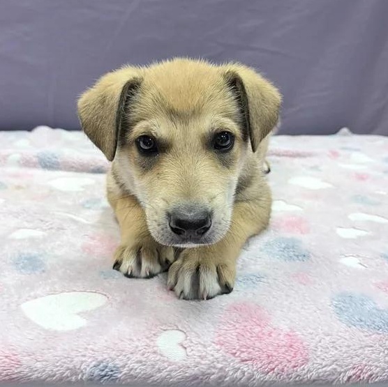 Enlarge Titus , a Adoptable mixed breed in Oakland, CA image 2/5