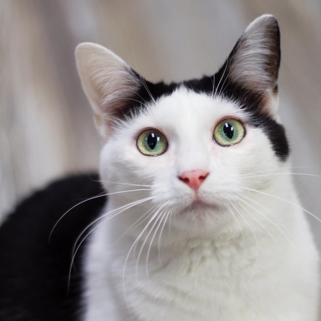 Olavee — thumbnail 2