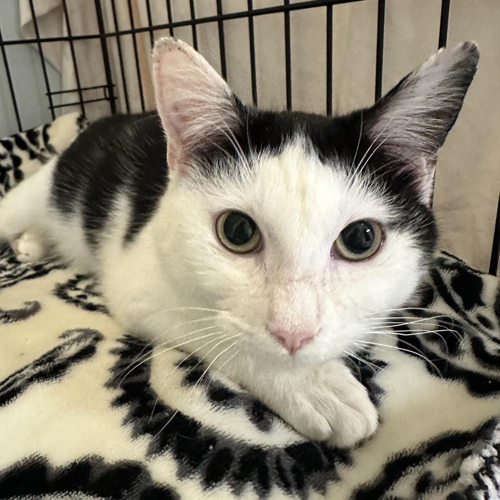 Olavee — thumbnail 3