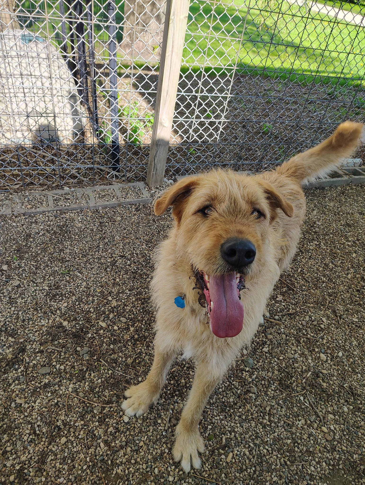 Mongo, ADOPTABLE, Senior Male Irish Wolfhound.