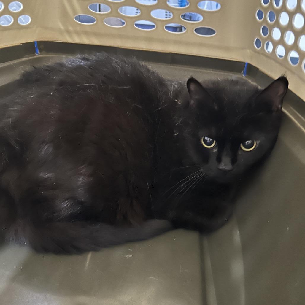 Duncan, Adoptable, Senior Male Domestic Short Hair.