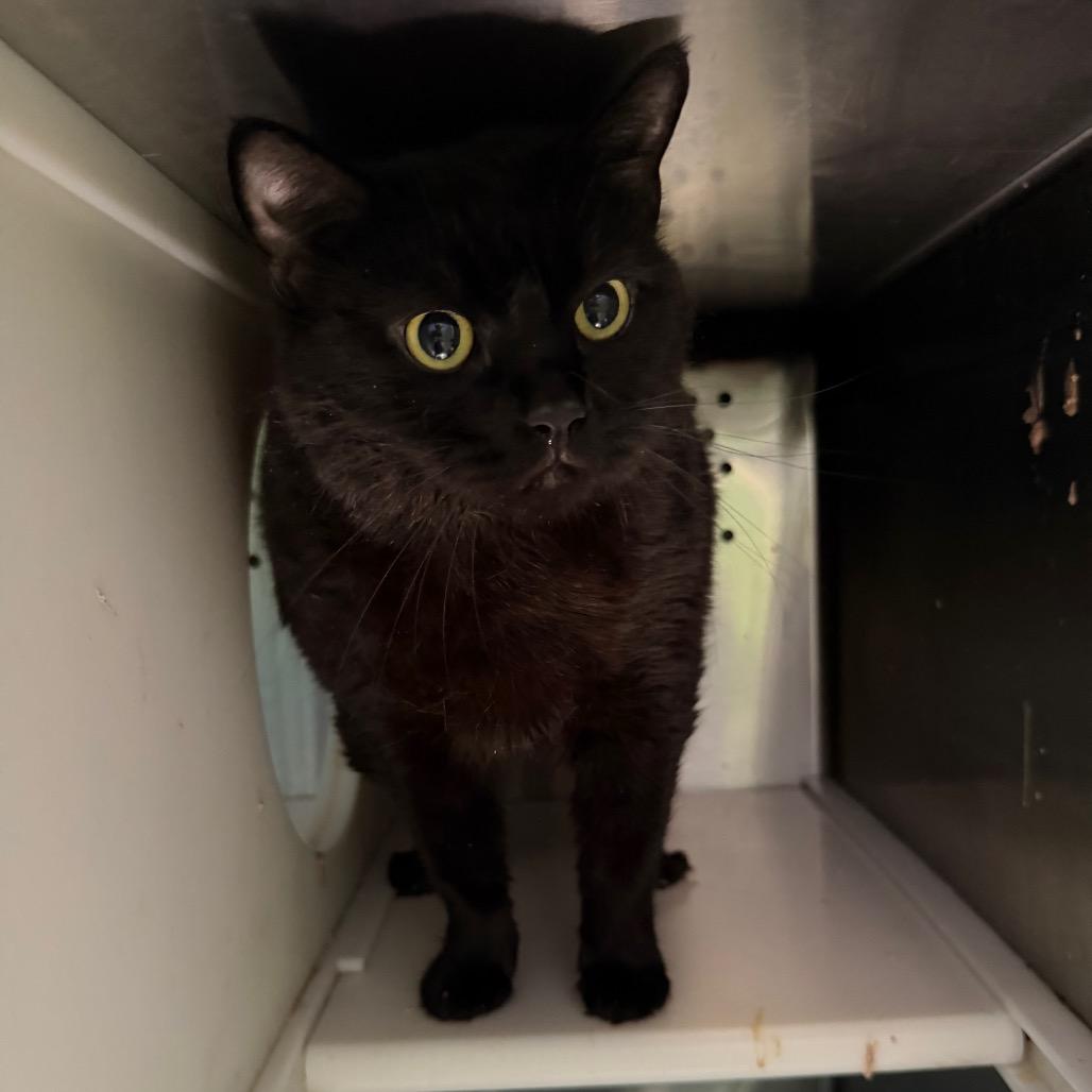 Enlarge Duncan, a Adoptable Domestic Short Hair in Oyster Bay, NY image 2/5