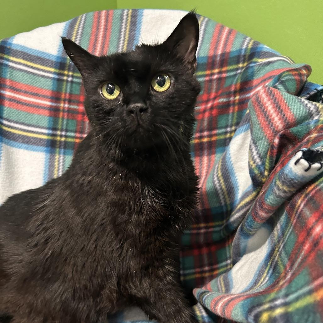Enlarge Duncan, a Adoptable Domestic Short Hair in Oyster Bay, NY image 2/2