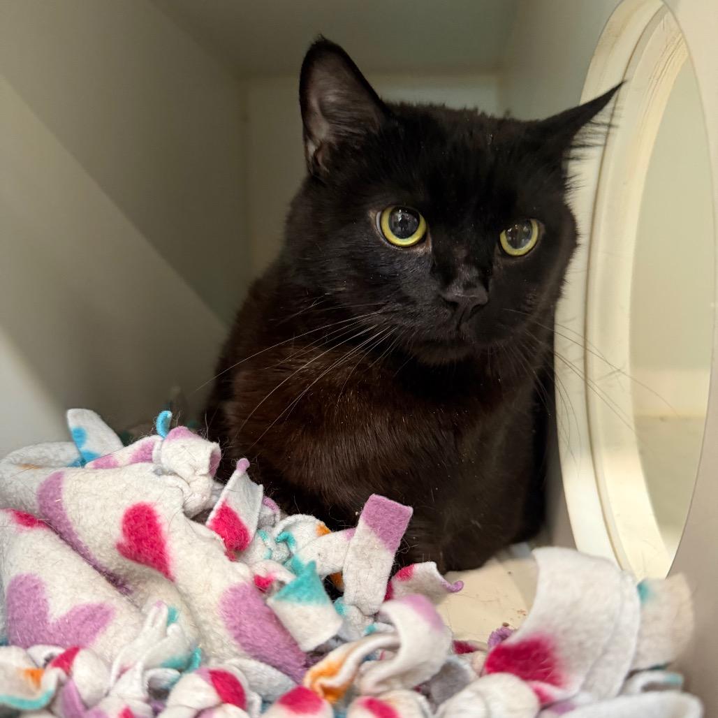 Enlarge Duncan, a Adoptable Domestic Short Hair in Oyster Bay, NY image 4/5