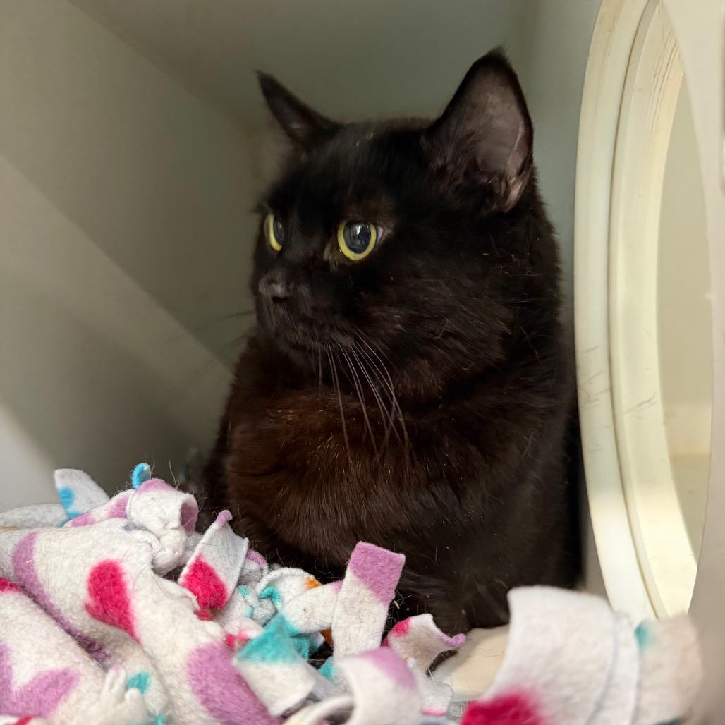 Enlarge Duncan, a Adoptable Domestic Short Hair in Oyster Bay, NY image 5/5