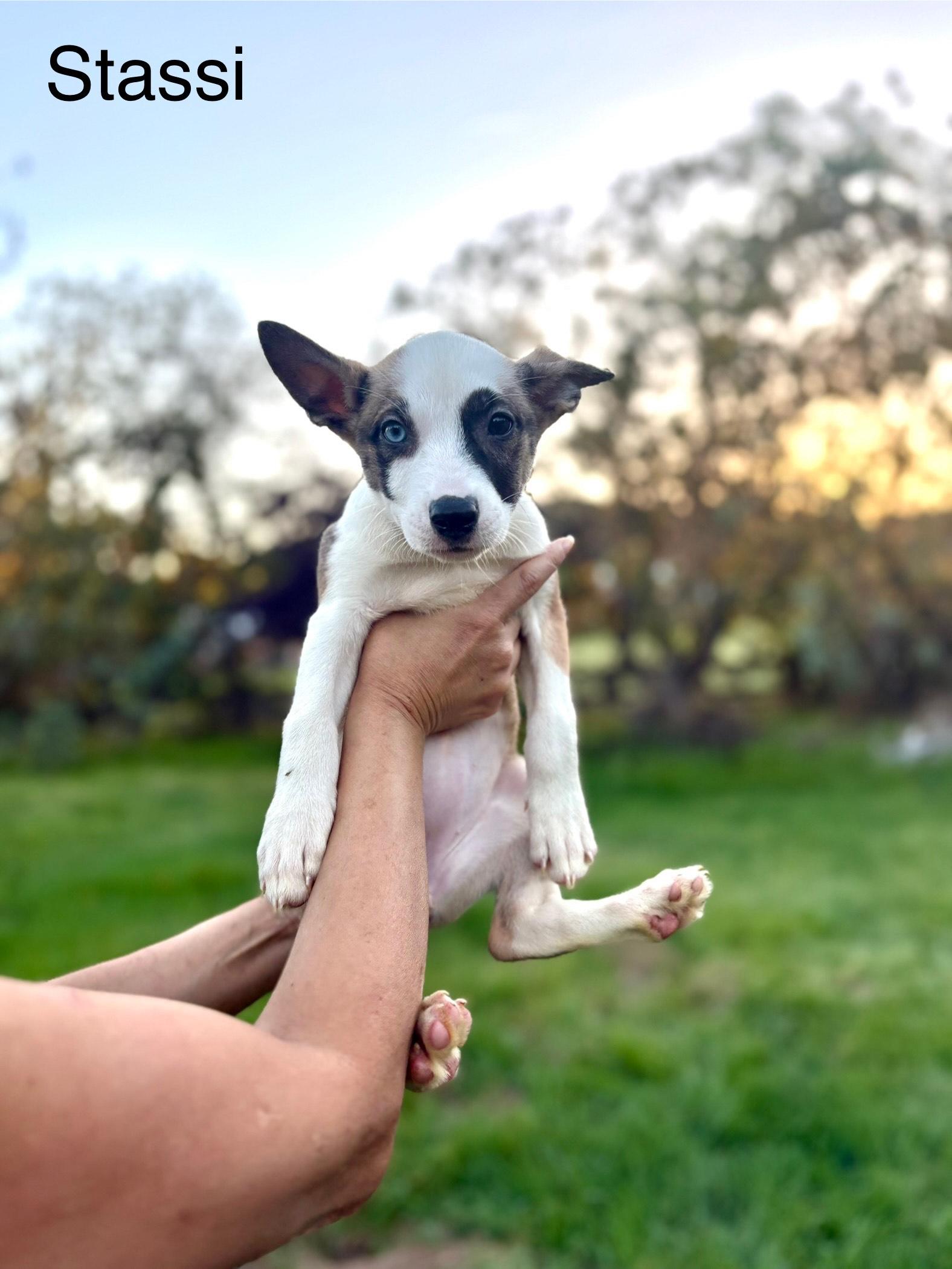Stassi, adopted, Puppy Female Shepherd.