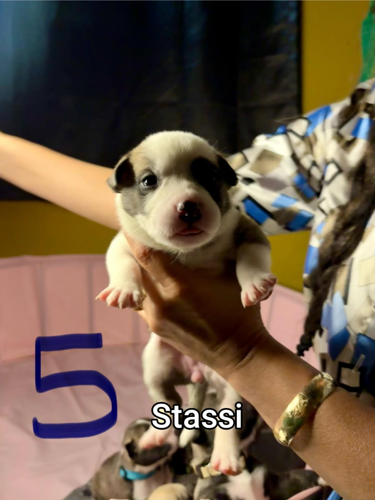 Stassi, an adopted mixed breed in Atascadero , CA image 3/3